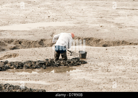 Mann für Köder in den Schlamm zu graben Stockfoto