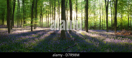 Sonnenlicht auf einen Teppich aus schönen englischen Glockenblumen in einem Wald in West Sussex, England Stockfoto