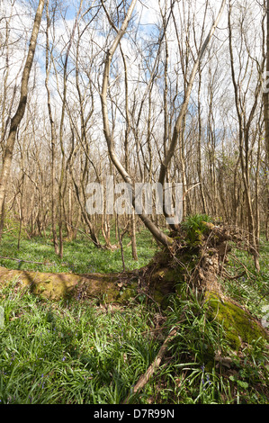 Waldbewirtschaftung mit verfing Edelkastanien im Hintergrund Bluebell Holz Wald Frühjahr auf umgestürzten Baum wächst Stockfoto