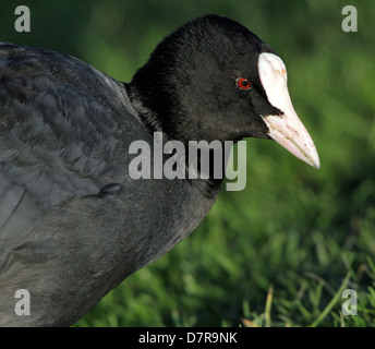 Sehr detaillierte Nahaufnahme des Kopfes eine Reife eurasischen Blässhuhn (Fulica Atra) Stockfoto