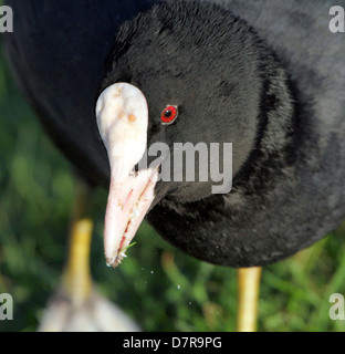 Sehr detaillierte Nahaufnahme des Kopfes eine Reife eurasischen Blässhuhn (Fulica Atra) Stockfoto