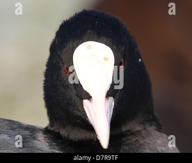 Sehr detaillierte Nahaufnahme des Kopfes eine Reife eurasischen Blässhuhn (Fulica Atra) Stockfoto