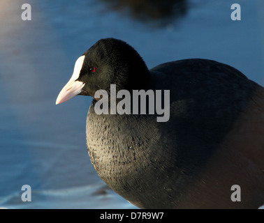 Sehr detaillierte Nahaufnahme des Kopfes eine Reife eurasischen Blässhuhn (Fulica Atra) Stockfoto