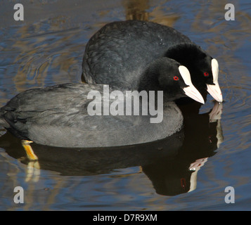 Detaillierte Nahaufnahme eines Paares von eurasischen Blässhühner (Fulica Atra) kleben beim Schwimmen in einem See Stockfoto