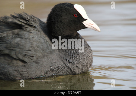 Sehr detaillierte Nahaufnahme des Kopfes eine Reife eurasischen Blässhuhn (Fulica Atra) Stockfoto