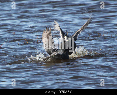 Nahaufnahme von aggressiven Männchen in eurasischen Blässhuhn (Fulica Atra) kämpfen im Frühjahr Stockfoto