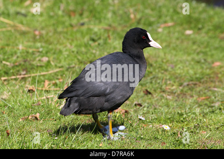 Detaillierte Nahaufnahme von einer eurasischen Blässhuhn (Fulica Atra) Stockfoto