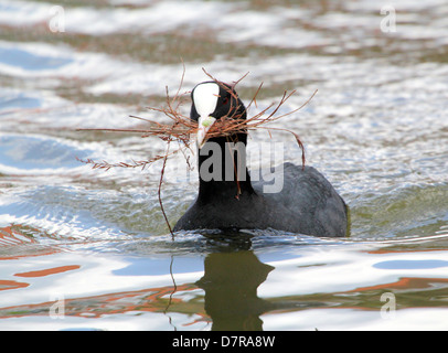 Detaillierte Nahaufnahme von einer eurasischen Blässhuhn (Fulica Atra) sammeln Nistmaterial im Frühjahr Stockfoto