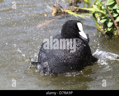 Detaillierte Nahaufnahme der eurasischen Blässhuhn (Fulica Atra) Reinigung und planschen im Wasser Stockfoto