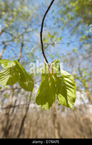 Neue junge Buche lässt Hintergrundbeleuchtung im hellen Sunrise in geschützten Urwald Kontrast mit Hintergrund Stockfoto