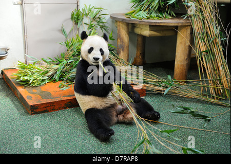 Männliche Riesenpanda Yang Guang oder "Sunshine" im schottischen Edinburgh Zoo Stockfoto