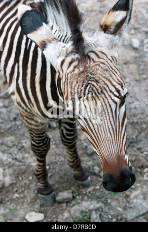 Nahaufnahme von Bergzebra (Equus Zebra Hartmannae). Stockfoto
