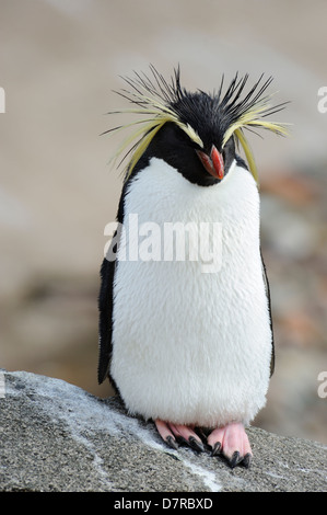 Northern oder Lange-Crested rockhopper Penguin (eudyptes moseleyi) steht auf Rock im Penguin Gehäuse im Zoo von Edinburgh, Schottland, Großbritannien Stockfoto