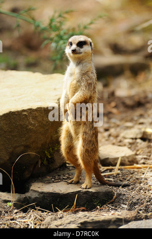 Erdmännchen (suricata suricatta) auf Wache im Zoo von Edinburgh, Schottland, Großbritannien Stockfoto