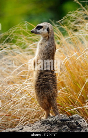 Erdmännchen (suricata suricatta) auf Wache im Zoo von Edinburgh, Schottland, Großbritannien Stockfoto