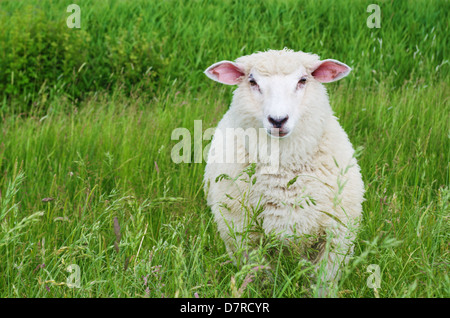 Eine niedliche Schafe auf der grünen Wiese ein direkter Blick in die Kamera. Stockfoto