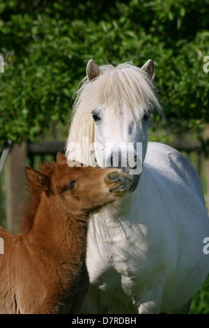 Stute mit Fohlen Stockfoto