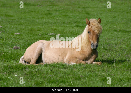 dösenden Islandpferd Stockfoto