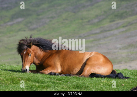 dösenden Islandpferd Stockfoto