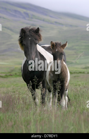 Stute mit Fohlen Stockfoto