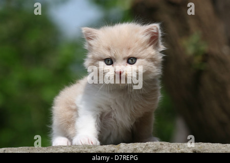 Deutsche Angora Kätzchen Stockfoto