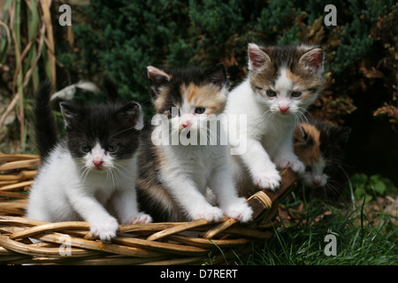 Kätzchen Stockfoto