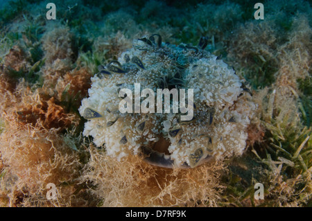 Unterwasser-Fotografie von einem Korallenriff im Roten Meer Aqaba, Jordanien Stockfoto