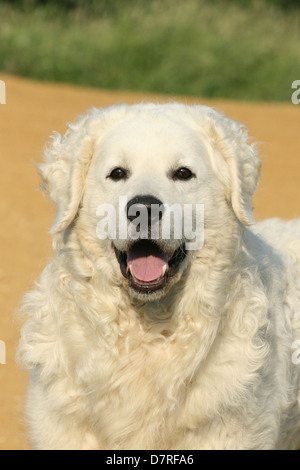 Kuvasz-Portrait Stockfoto