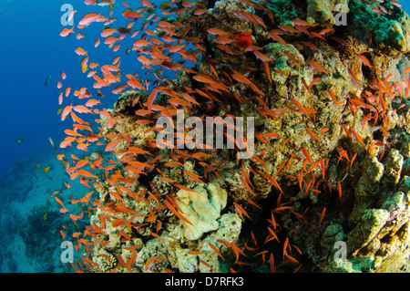 Unterwasser-Fotografie von einem Schwarm Fische schwimmen in der Nähe von einem Korallenriff im Roten Meer Aqaba, Jordanien Stockfoto