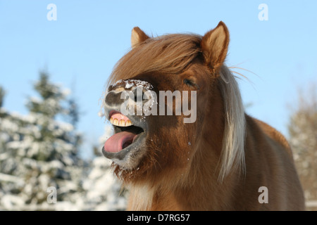 Islandpferd im Schnee Stockfoto