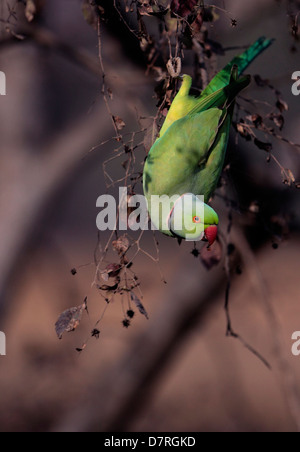 Rose-beringt Sittich klammerte sich an eine Filiale des Anogiessus Pendel in Ranthambhore Tiger Reserve Stockfoto