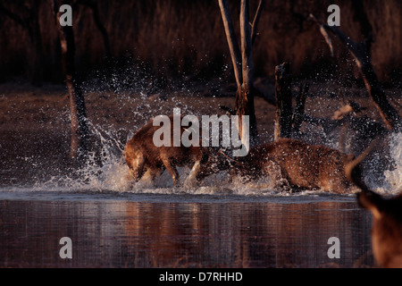Kampf im Wasser. Zwei Sambar-Hirsche kämpfen in den See von Milik Anicut in Ranthambhore Tiger Reserve Stockfoto