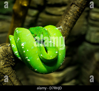 der grüne Baumpython (Chondropython, Morelia Viridis) Stockfoto