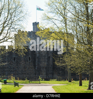 Cardiff Castle, Cardiff von Bute Parc gesehen. Burg zu halten walisische Flagge Stockfoto