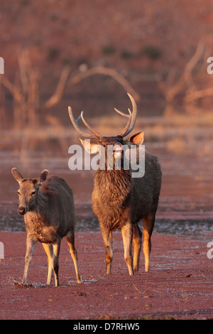 Ein Sambar-Hirsch ausstellenden Flehmen während der Brunftzeit im Ranthambhore National Park Stockfoto