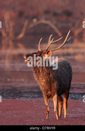 Ein Sambar-Hirsch ausstellenden Flehmen während der Brunftzeit im Ranthambhore National Park Stockfoto