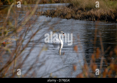 Schwan am Fluss Avon in Salisbury Wiltshire England UK Stockfoto