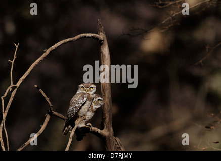 Ein paar entdeckt Nestlingszeit Schlafplatz auf einem Baum im Ranthambhore National park Stockfoto