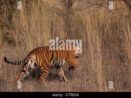 Eine Tigerin in Berda Bereich des Ranthambhore Stockfoto