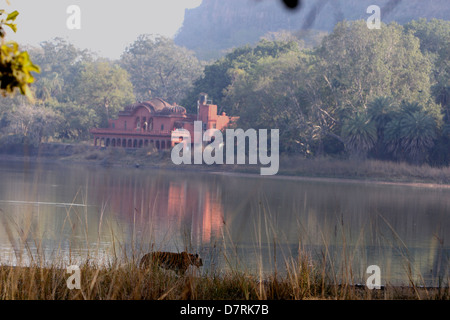 Eine Tigerin Bummel an Land Padam Lake im Ranthambhore National park Stockfoto