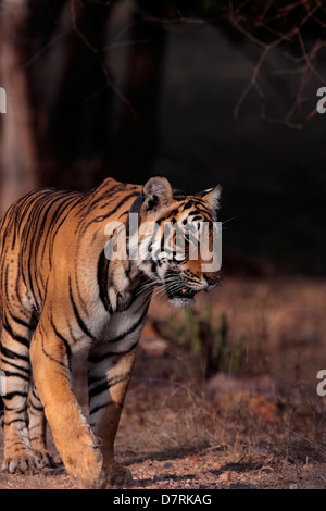 Eine Tigerin Telemetriehalsbändern Spaziergänge in den Wäldern des Ranthambhore National Park Stockfoto