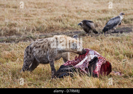 Gefleckte Hyäne Stockfoto