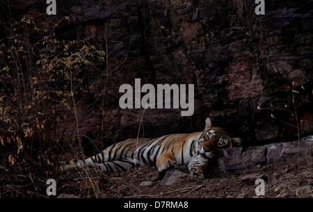 Eine Tigerin unter einer Klippe im Ranthambhore National Park Stockfoto