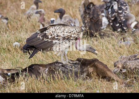 Rueppell der griffon Stockfoto