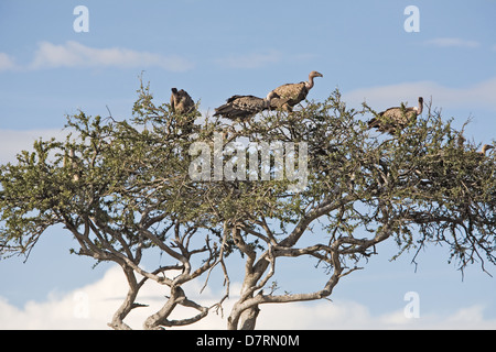 Rueppell der griffon Stockfoto