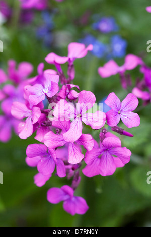 LUNARIA Annua. Ehrlichkeit Pflanze blüht im Garten. Stockfoto