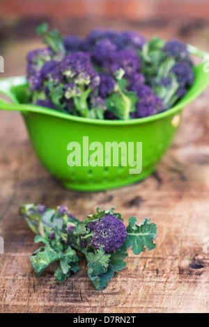 Brassica Oleraceae. Lila sprießende Brokkoli in einem grünen Sieb. Stockfoto