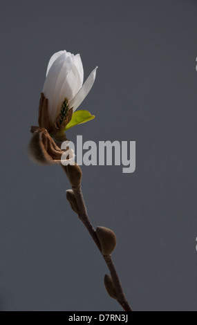 Weiße Magnolie Knospe auf grau. Stockfoto