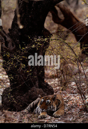 Royal Bengal Tiger in Rajasthan Ranthambhore National Park, Sawaimadhopur, Stockfoto