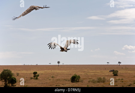 Rueppell der griffon Stockfoto